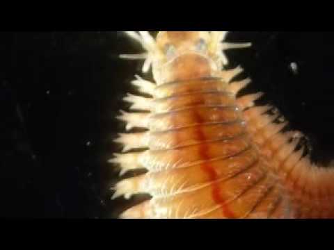 Alitta succinea (Nereis) polychaete