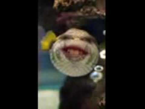 ♡°•Another fish screeching•°♡