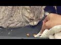 The Grey Tabby Cat First Day Crying Scared And Timid