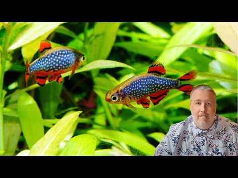 Celestial Pearl Danio - Galaxy Rasbora Care Guide from A Store Owner
