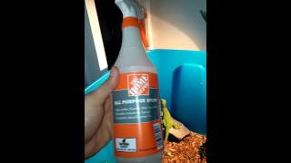 How to tame a baby green iguana