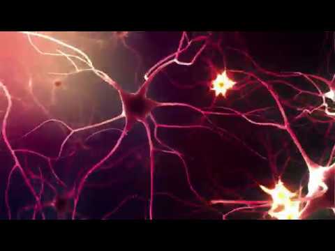 Neurons or Nerve cells