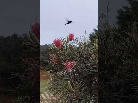 Bastidores do estúdio de cinema da natureza — Vem Pra Mata, Santa Teresa ES