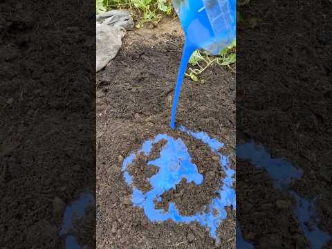 Harnessing Blue Spirulina and Sodium Alginate in Composting
