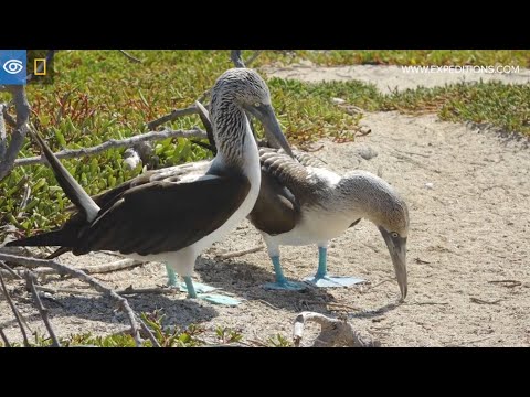 Sula modronohá (Sula nebouxii) — tokový rituál páru, Galapágy