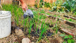How to Use Wood Ash for Healthier Garlic and Onion Plants | Easy DIY Fertilizer