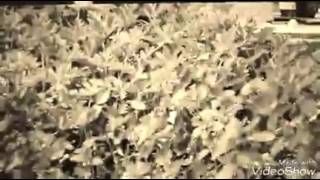 Kristin Hersh Teeth Cover