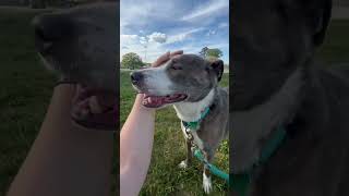Video preview image #1 Mutt Puppy For Sale in Rustburg, VA, USA