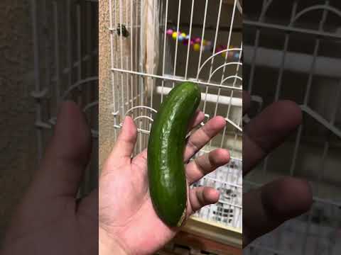 Cucumber benefits to the Budgies | Is it allowed for the bird? | Amazing Pet TV Pet care