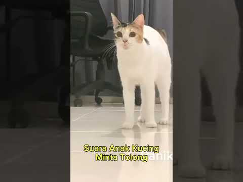 Ibu kucing panik mendengar suara anak kucing minta tolong ini. #suaraanakkucing