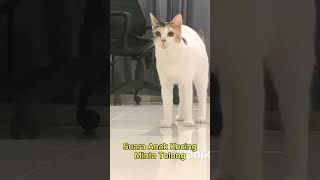 Download lagu Ibu kucing panik mendengar suara anak kucing minta tolong ini. #suaraanakkucing mp3 Download lagu Ibu kucing panik mendengar suara anak kucing minta tolong ini. #suaraanakkucing mp3