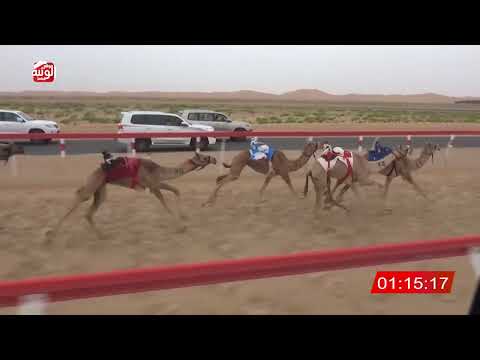  ش 4 (شاهين) لـ عبدالله محمد بالمر العامري 2:16 , شارة الصندوق 2026/04/11 فطامين رماح
