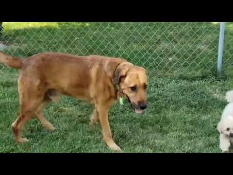 WOLF - Howl'oween Adoption Special!, an adopted Labrador Retriever & Irish Wolfhound Mix in Lincoln, NE_image-1