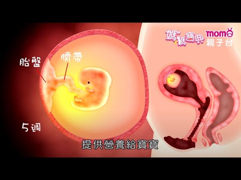 懷孕過程