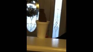 Sam and the groundhog