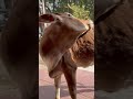 Brownmunde Iphone12mini Iphone12vsiphone11 Slowmotion Slowmo Hdrvideo Calf Bull India Love