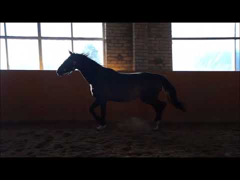 Dark Mirage free moves