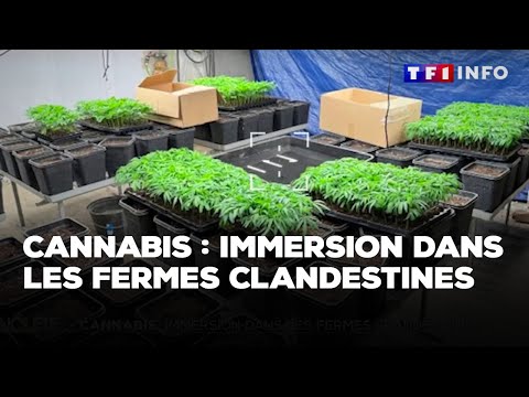 Enquête - Cannabis : immersion dans les fermes clandestines｜TF1 INFO
