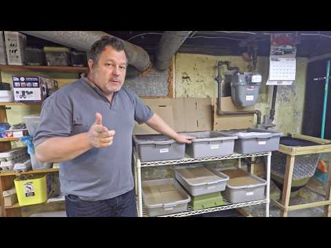 Huge worm relocation to finish off my 213- & 196-day old bins - vermicomposting