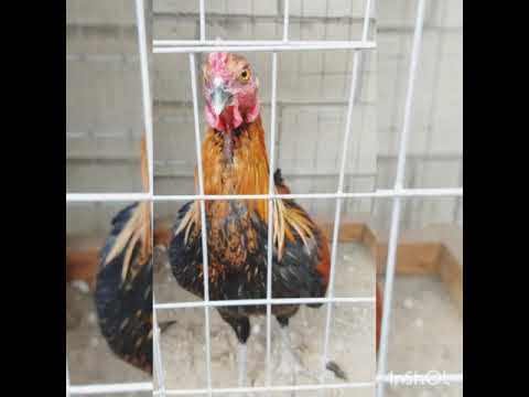 Miner Blue 1/4 Peruano... Peruano Puro...Peruano Negro Puro @CarranzaBrothersGameFarm