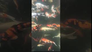 Download lagu Master Koi Keeper is Born|koi paradise ! 🌊#koipond#Shorts#nishikigoi #koifish#aquarium#koi#fish mp3