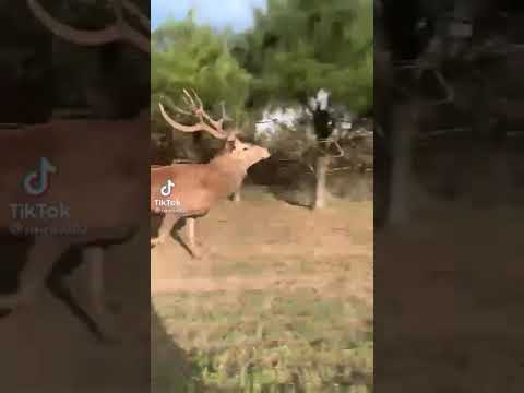 Ciervos/Venados/Alces corriendo.