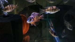 🔴Protomelas Red Empress OB