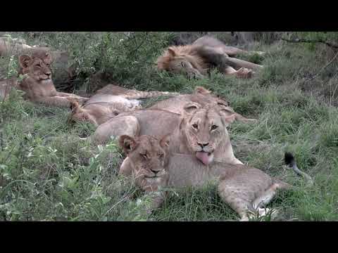 The Last Time I Saw the Limping Nharhu Male Lion with the River Pride! Ep 48