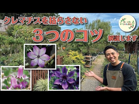 クレマチスが元気に育つように剪定します。どのような基準で剪定を行うべきですか?  庭園