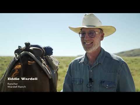 The Drift   An American Cattle Drive