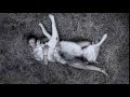 Werewolf - Cat Power 