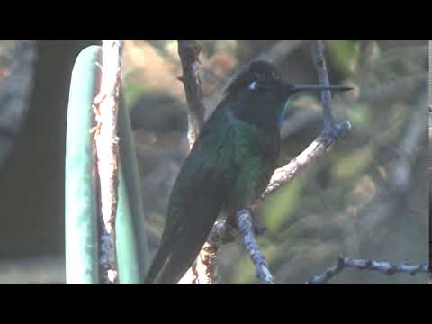 Rivolis Hummingbird or Magnificent Hummingbird