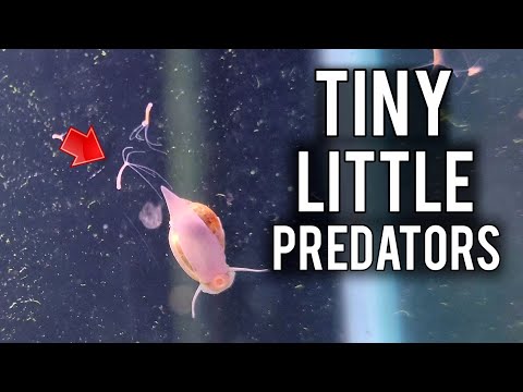 Why Aquarium Microfauna Deserve Your Attention (Before It's Too Late)