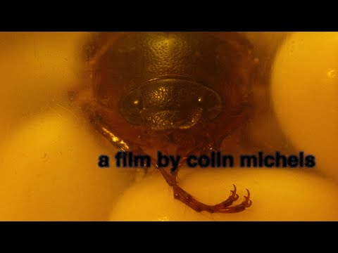 i have eczema and i'm scared of bugs