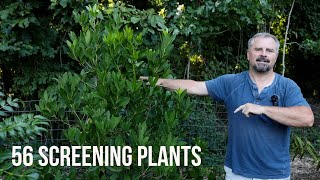 50 Plus! Screening Plants - Border, Corner Foundation, and Hedge Plants
