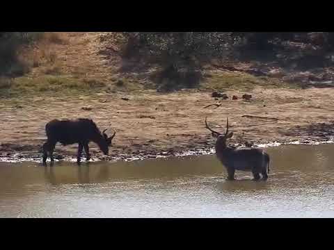 Djuma: Lone Buffalo with Elephants along with Waterbuck-Pt:1 - 08/26/20