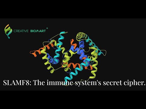 SLAMF8 – The Immune System’s Secret Cipher