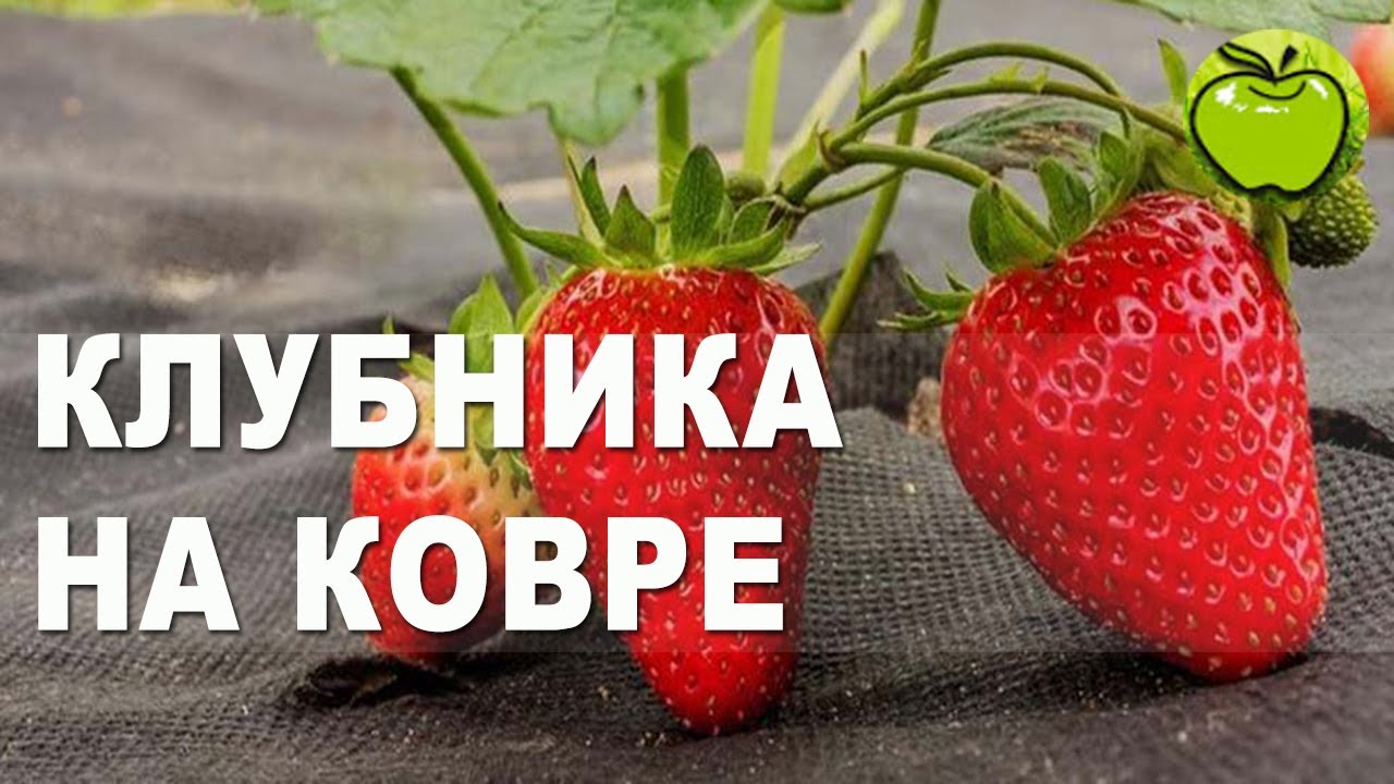 Посадка клубники с мульчей из агротекса