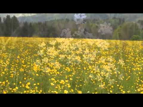 download lagu mp3 mp4 Mozart Spring Song, download lagu Mozart Spring Song gratis, unduh video klip Mozart Spring Song