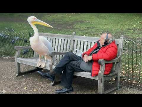 Animals Catch Humans by Surprise in the Funniest Ways 🤪 Funny Animal Videos 2025