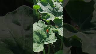 Download lagu watermelon pest🙂 mp3