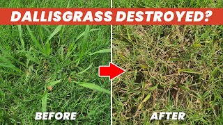 How to Kill Dallisgrass
