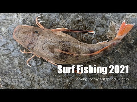 Multi-species Surf Fishing 2021 - looking for my first spring bluefish