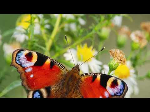 Opwekking 475 Majesteit