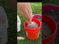 Pre Germinate Grass Seed #lawn #lawncare #lawnmower #asmr #diy #satisfying #diyhome #homediy