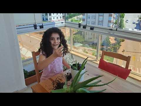 Giant aloe vera plant | Azra tells | Hi from Turkey #bigflower #fun