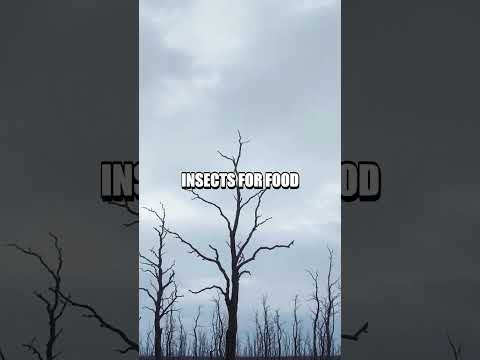 What If Earth Had No Insects?