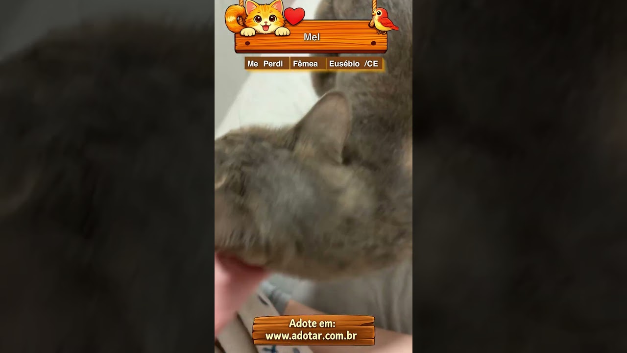 Gato raça SRD-ViraLata idade 5 anos nome Mel