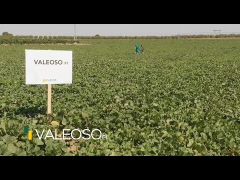 Video: VALEOSO F1