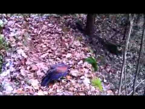 LaTerraDeiFalchi - Passeggiata Thor (Harris) e Nera (Labrador)